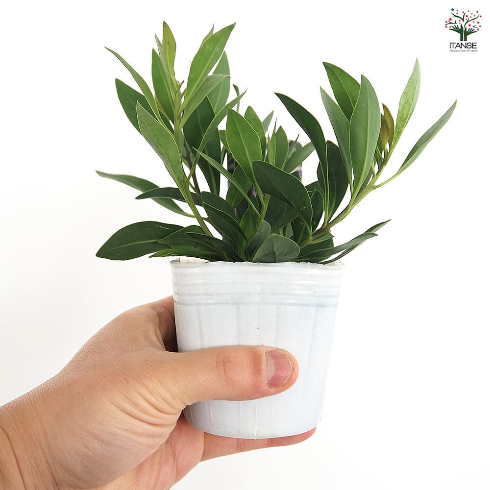 グロブラリア ブルーアイ 【花苗 3号】｜ 【植物のITANSE】全品