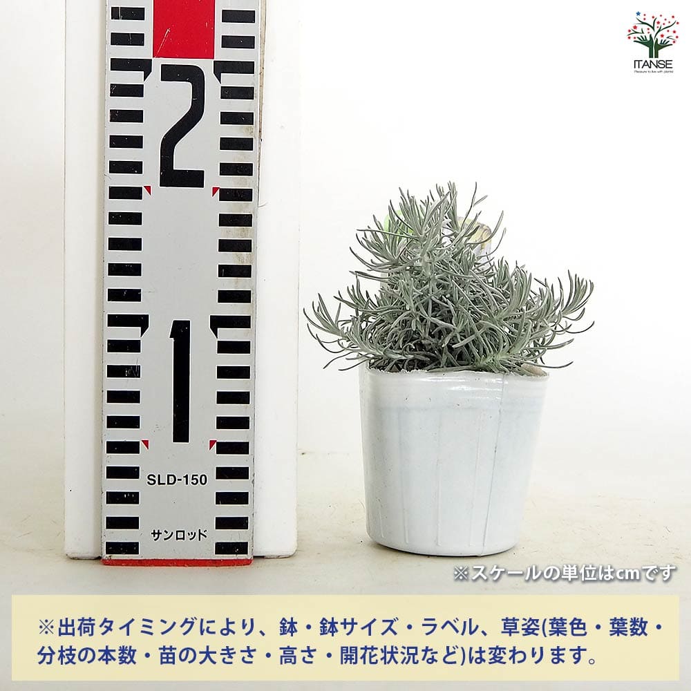 ヘリクリサム シルバーカリー 【花苗 3号】｜ 【植物のITANSE