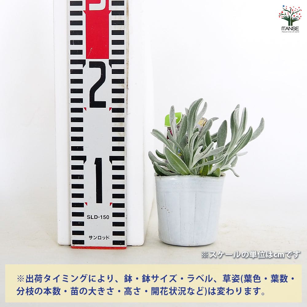 ディデルタ シルバーストランド 【花苗 3号】｜ 【植物のITANSE