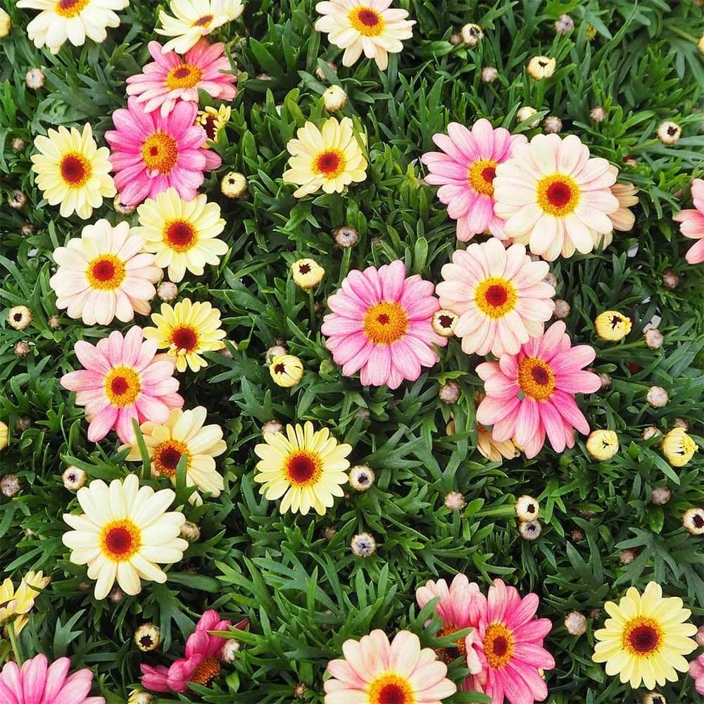 マーガレット スマッシュ ピーチアイ 【花苗 3.5号】｜ 【植物の