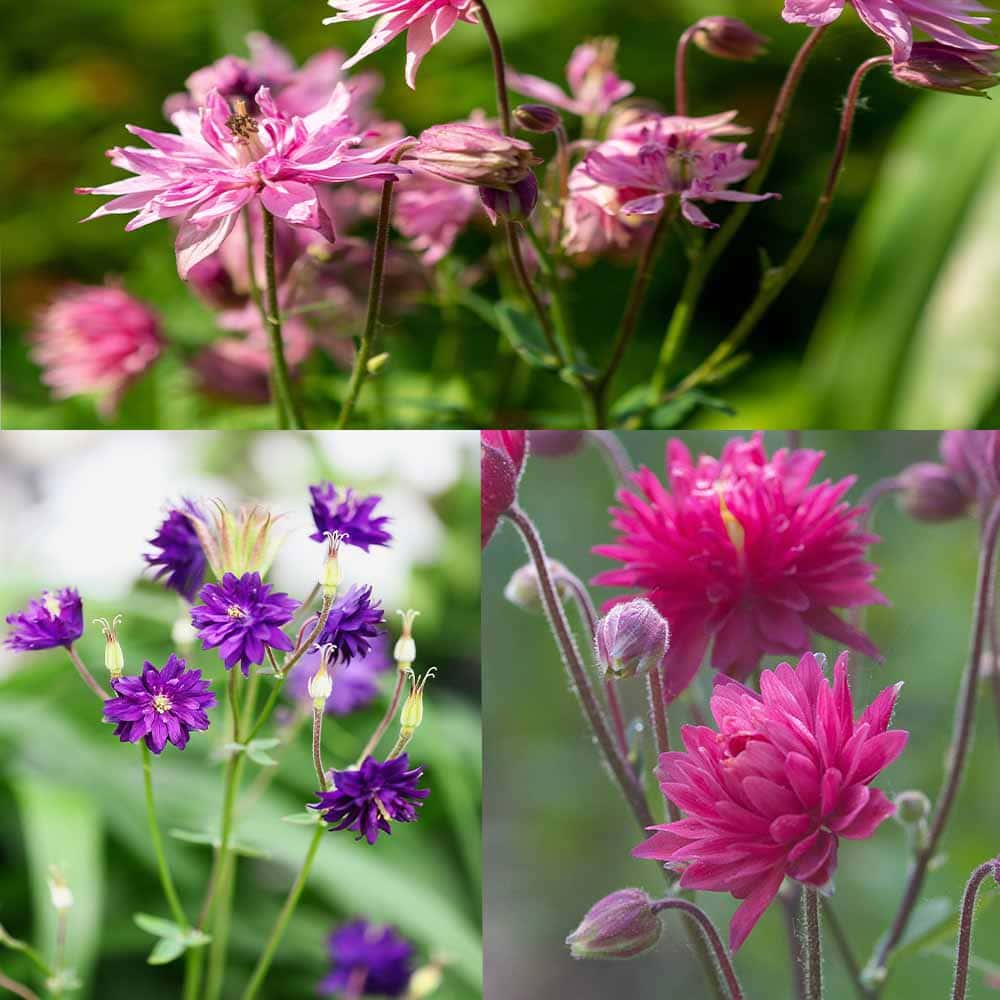 オダマキ クレメンタイン色見計らい2個～ 【花苗 3.5号】