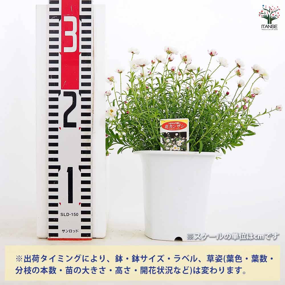 花かんざし 【花苗 4号】｜ 【植物のITANSE】全品送料無料・即出荷!