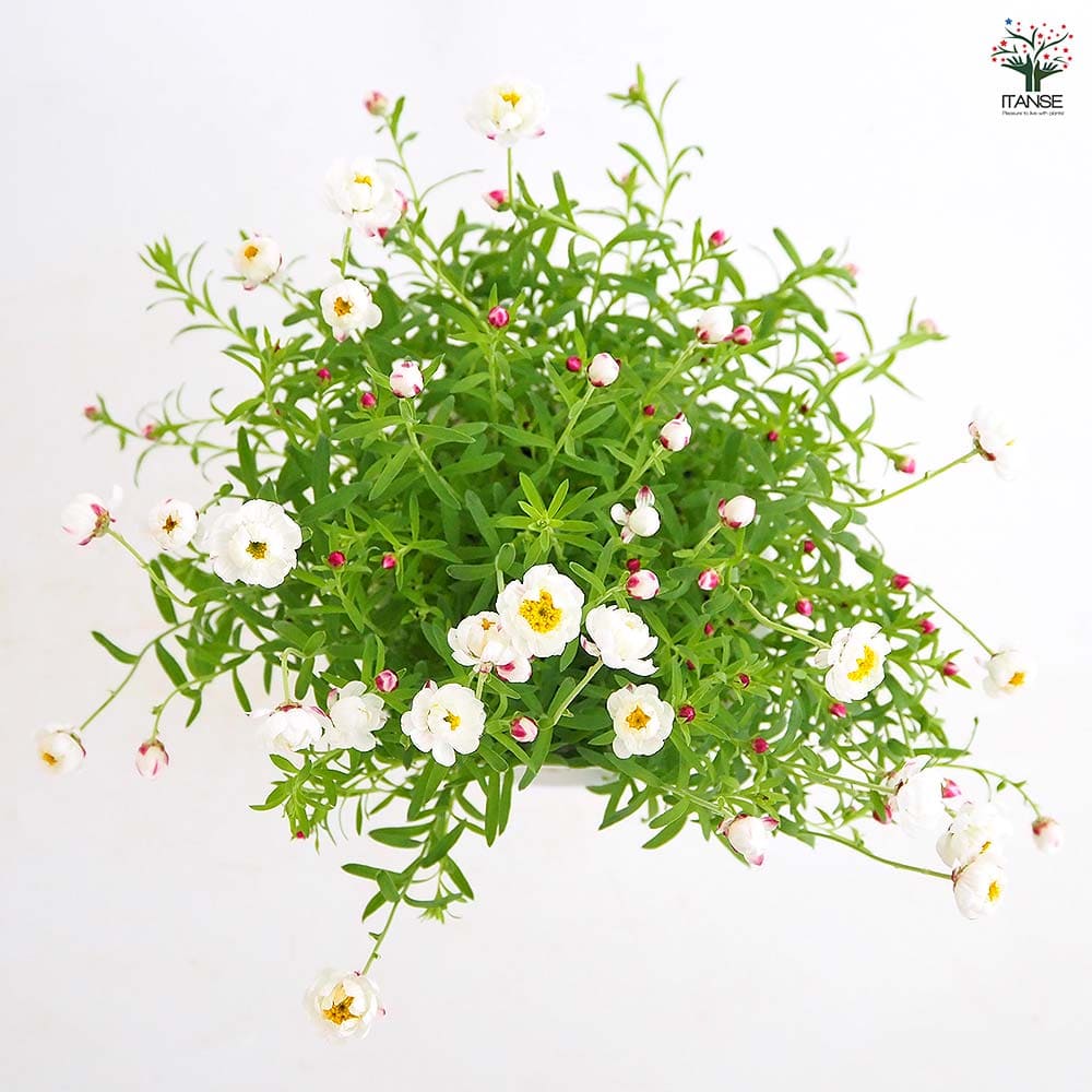 花かんざし 【花苗 4号】｜ 【植物のITANSE】全品送料無料・即出荷!