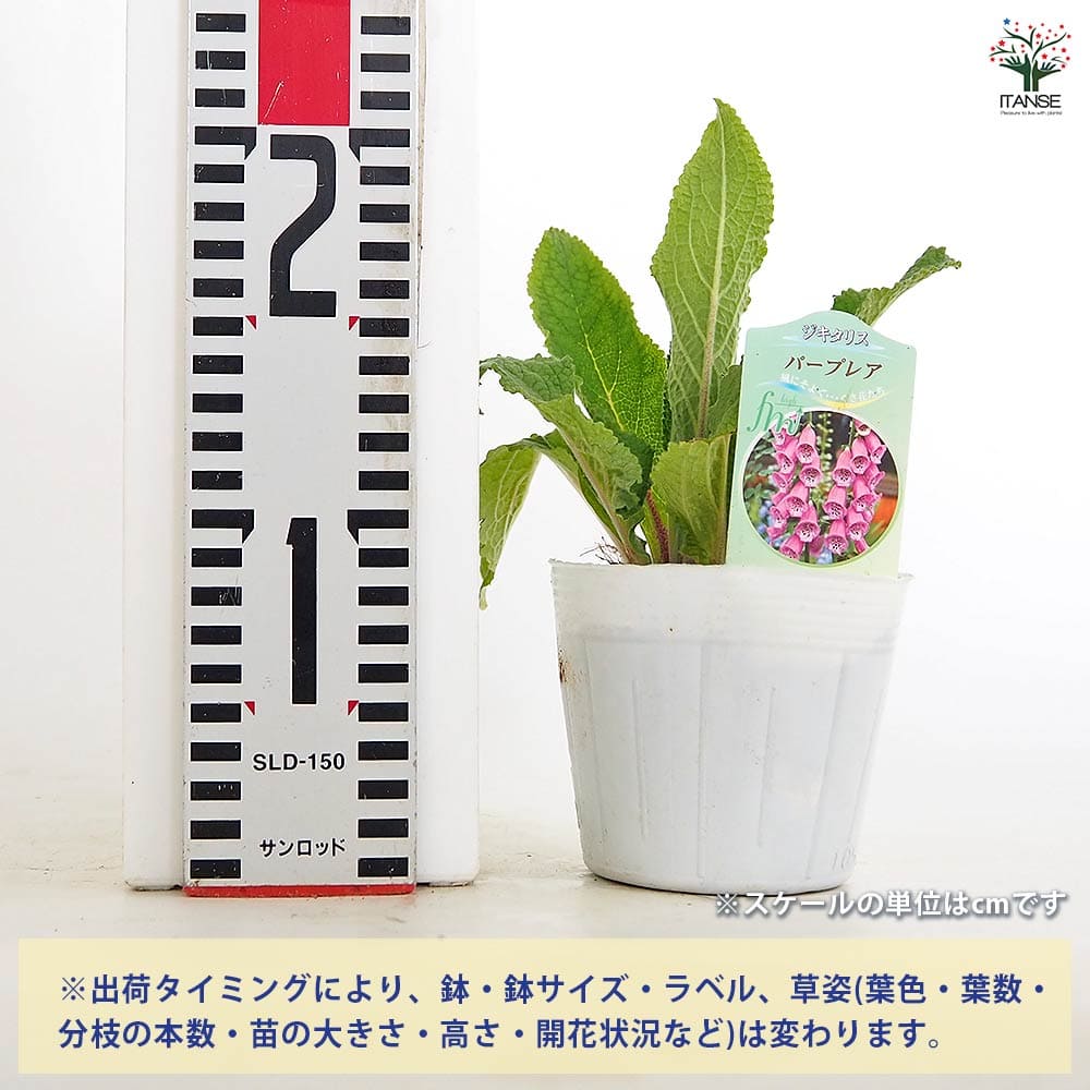 ジギタリス パープレア 【花苗 3.5号】｜ 【植物のITANSE】全品