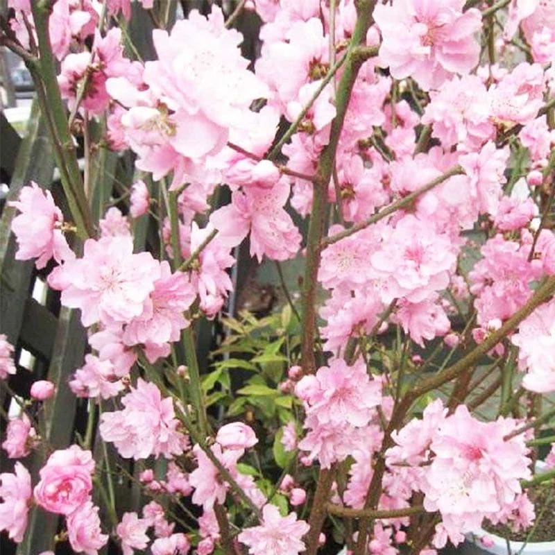 花桃 宝塚小町 【花木苗 6～7号鉢／1個売り】｜ 【植物のITANSE