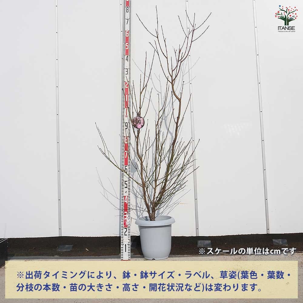 花桃 宝塚小町 【花木苗 8号鉢／1個売り】｜ 【植物のITANSE
