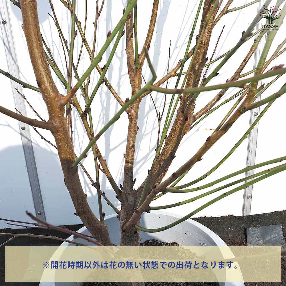 花桃 宝塚小町 【花木苗 8号鉢／1個売り】｜ 【植物のITANSE