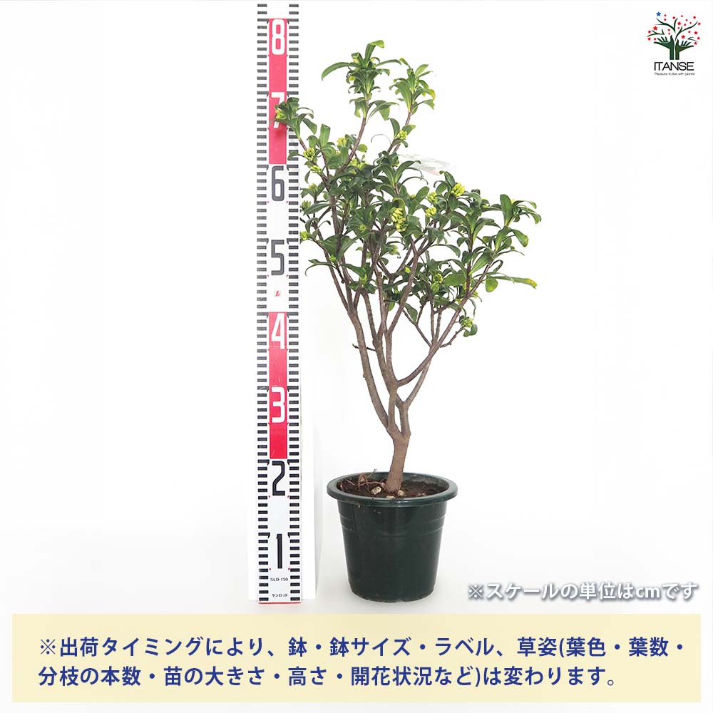 沈丁花 (ジンチョウゲ) 白花 【花木苗 6号／1個売り】｜ 【植物の
