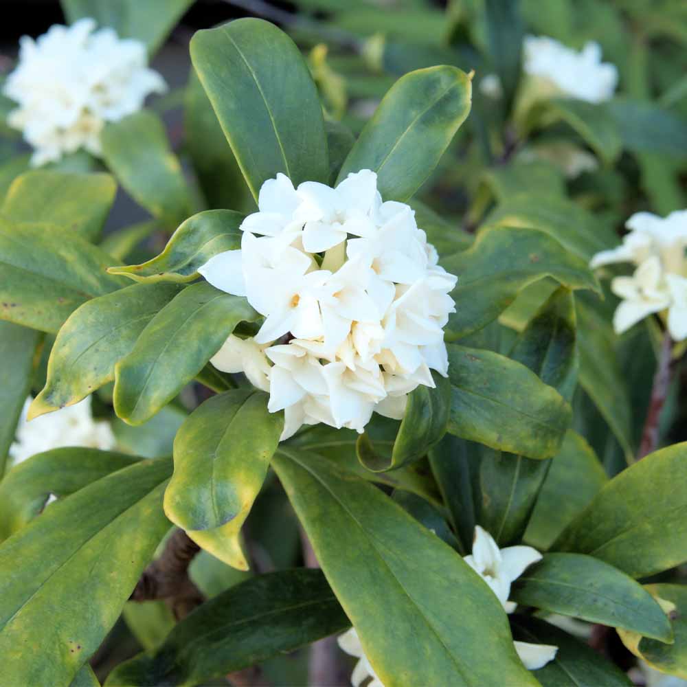 沈丁花 (ジンチョウゲ) 白花 【花木苗 6号／1個売り】｜ 【植物の
