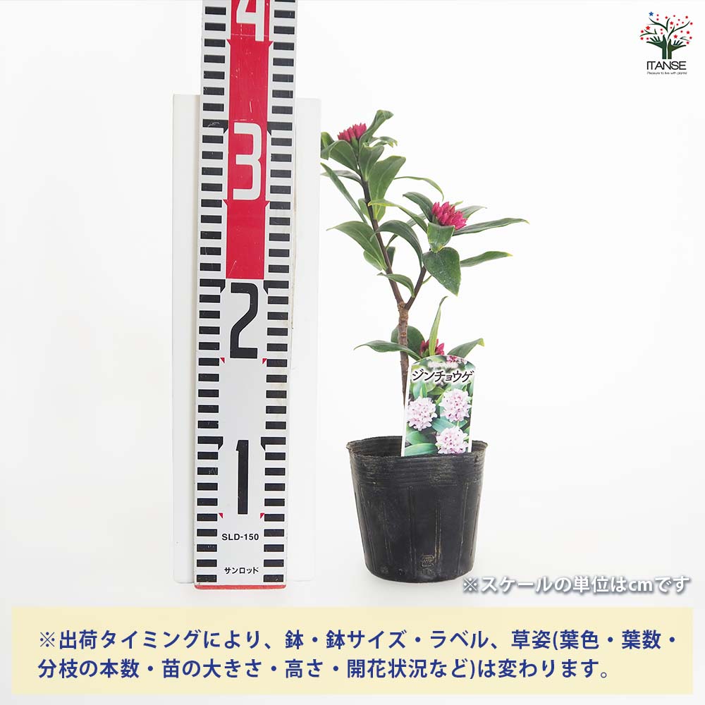 沈丁花 (ジンチョウゲ) 赤花 【花木苗 3.5号】｜ 【植物のITANSE