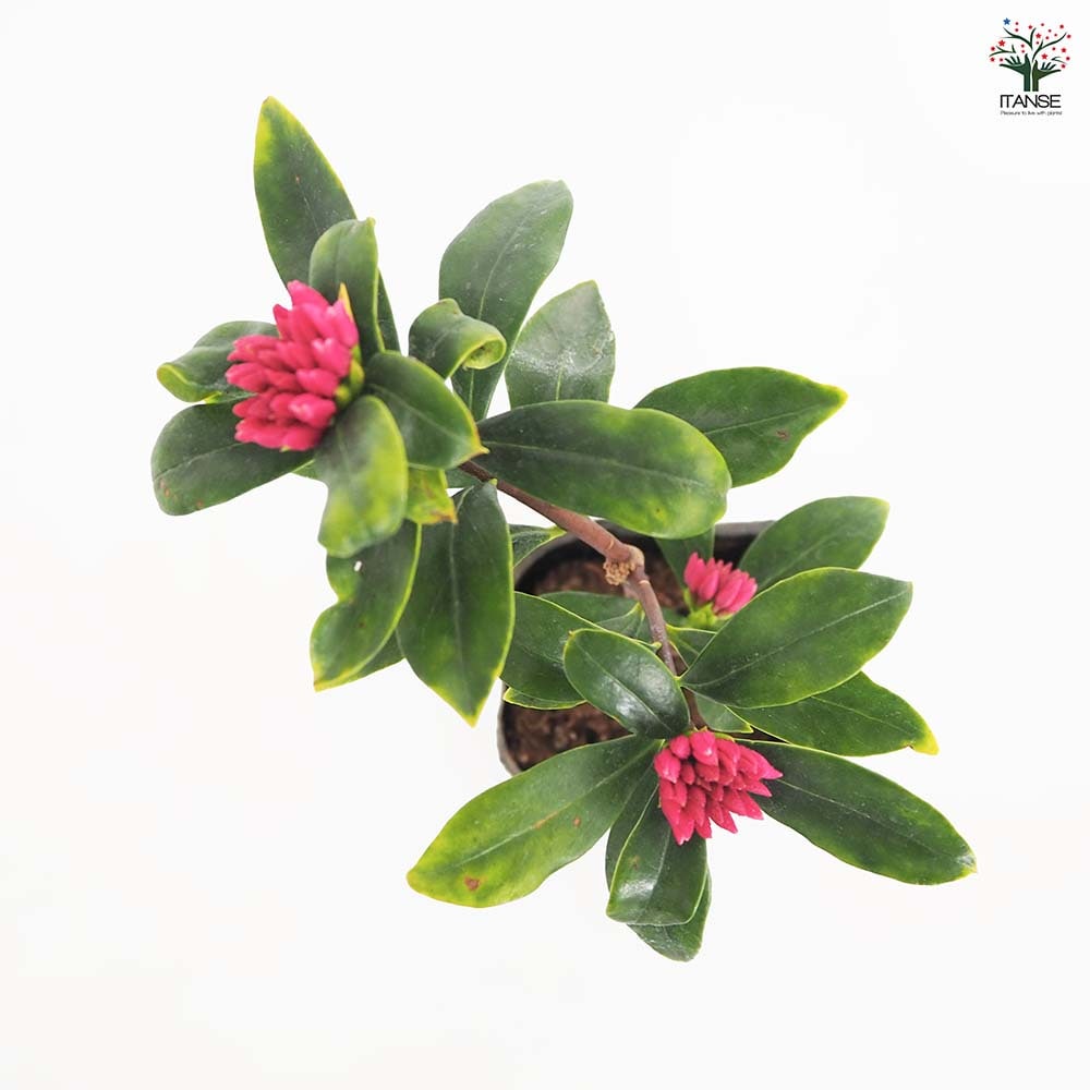 沈丁花様 沈丁花｜石木花図鑑｜石木花｜SEKIBOKKA｜盆栽
