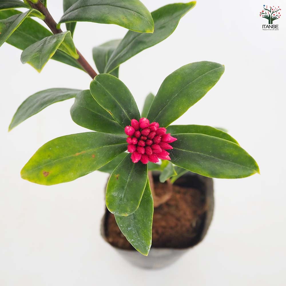 沈丁花 (ジンチョウゲ) 赤花 【花木苗 3.5号】｜ 【植物のITANSE