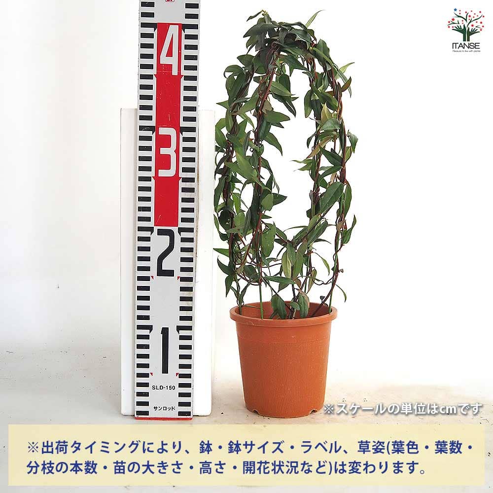 カロライナジャスミン 【花木苗 4号／1個売り】｜ 【植物の