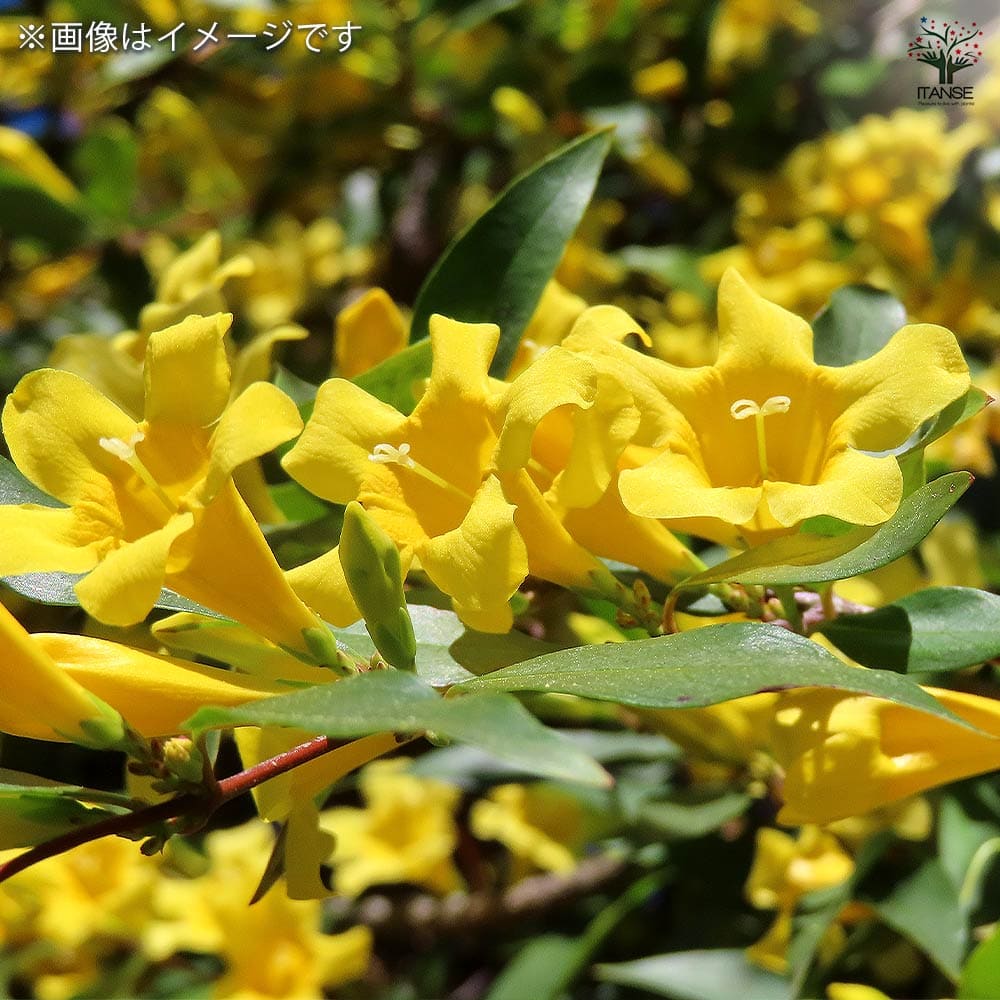 カロライナジャスミン 【花木苗 4号／1個売り】｜ 【植物の