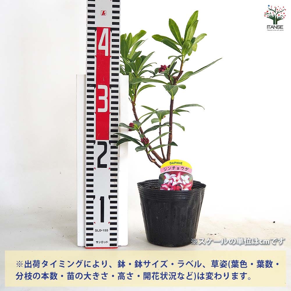 沈丁花 (ジンチョウゲ) 赤花 【花木苗 4号／1個売り】｜ 【植物の
