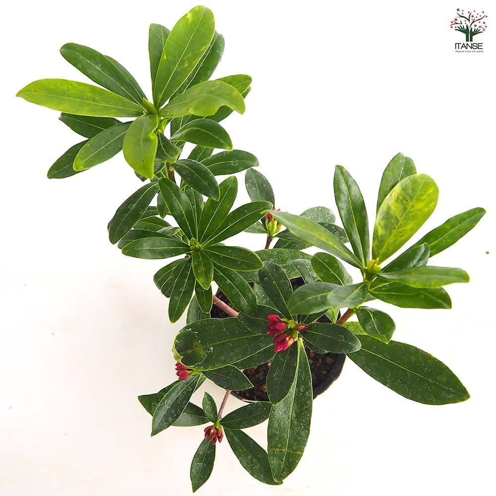 沈丁花 (ジンチョウゲ) 赤花 【花木苗 4号／1個売り】｜ 【植物の