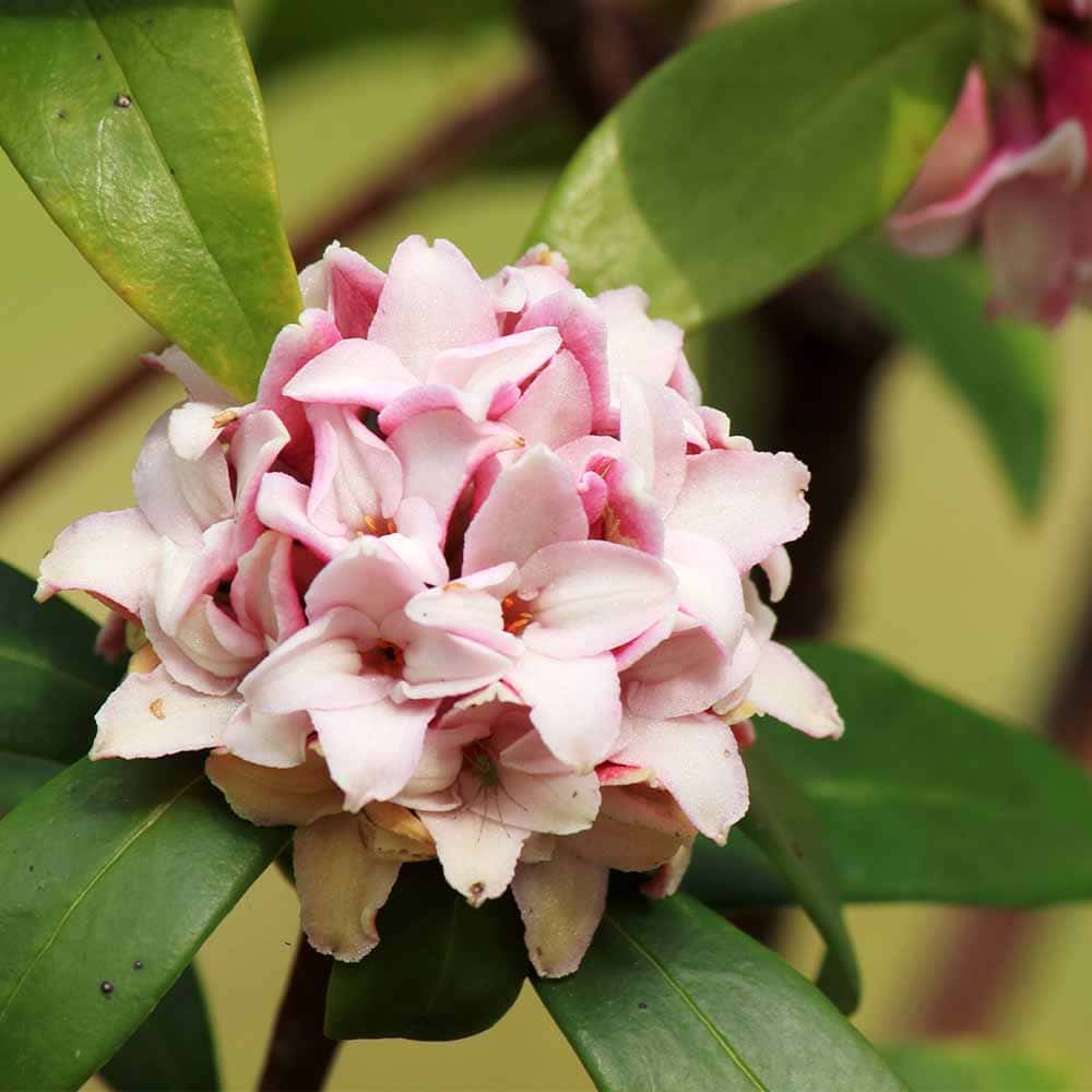 沈丁花 (ジンチョウゲ) 赤花 【花木苗 4号／1個売り】｜ 【植物の