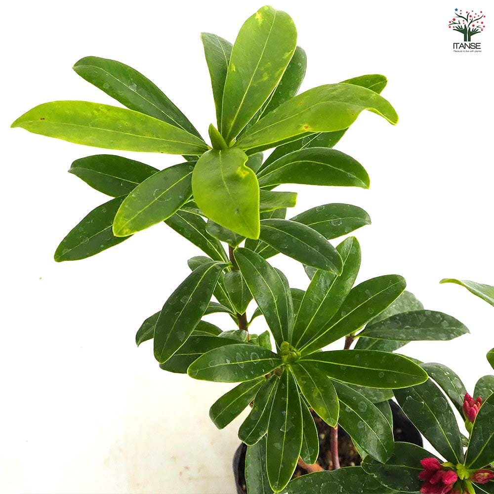 沈丁花 (ジンチョウゲ) 赤花 【花木苗 4号／1個売り】｜ 【植物の