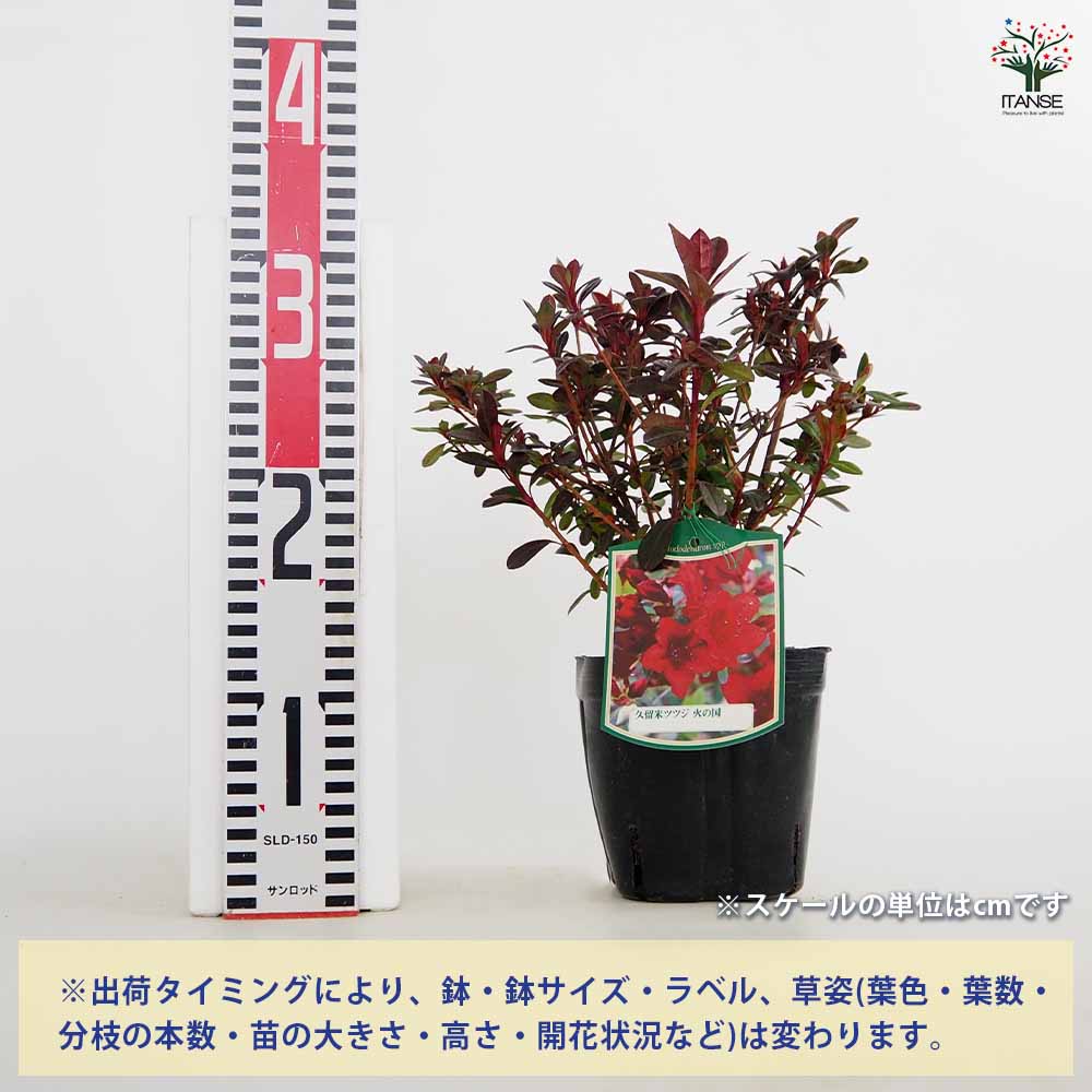 クルメツツジ(久留米ツツジ) 火の国 【花木苗 5号】｜ 【植物の