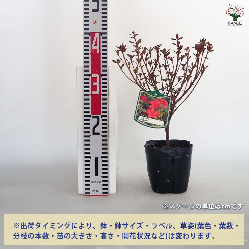 クルメツツジ(久留米ツツジ) 飛龍の舞 【花木苗 5号】｜ 【植物の
