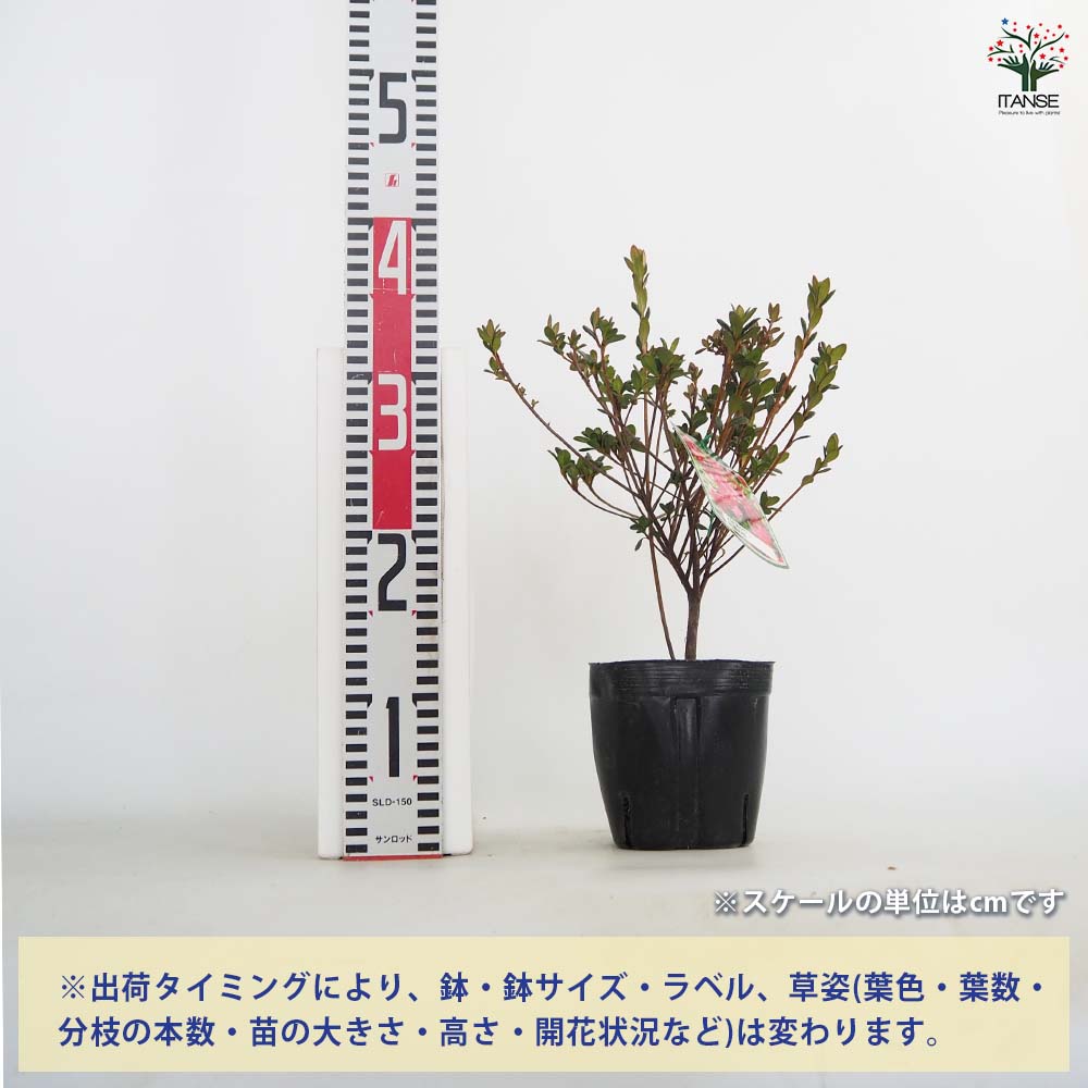 クルメツツジ(久留米ツツジ) 胡蝶の舞 【花木苗 5号】｜ 【植物の