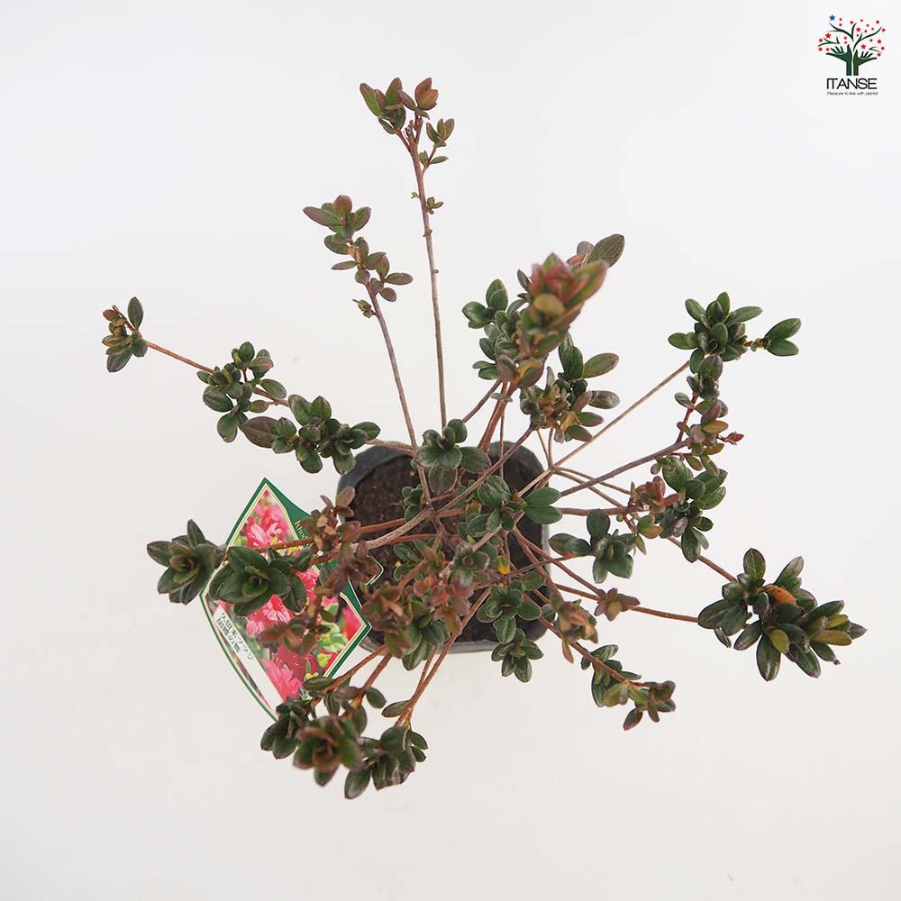 クルメツツジ(久留米ツツジ) 胡蝶の舞 【花木苗 5号】｜ 【植物の