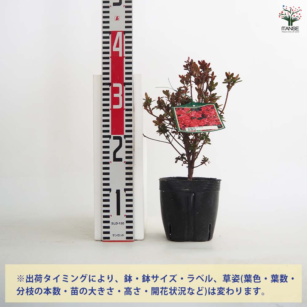 クルメツツジ 約1メートル  植木鉢付き クルメツツジ(久留米ツツジ) 花遊び 【花木苗 5号】｜ 【植物の