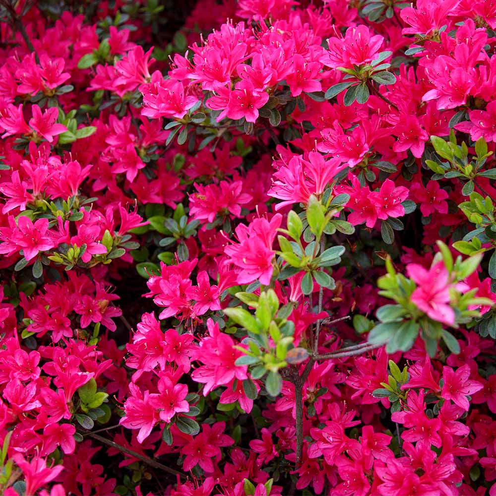 クルメツツジ(久留米ツツジ) 花遊び 【花木苗 5号】｜ 【植物の