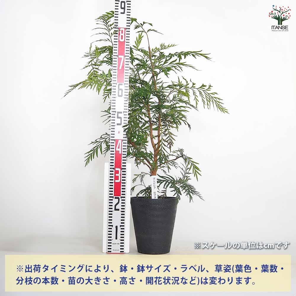 グレビレア ロブスタ 【花木苗 6号／1個売り】｜ 【植物のITANSE