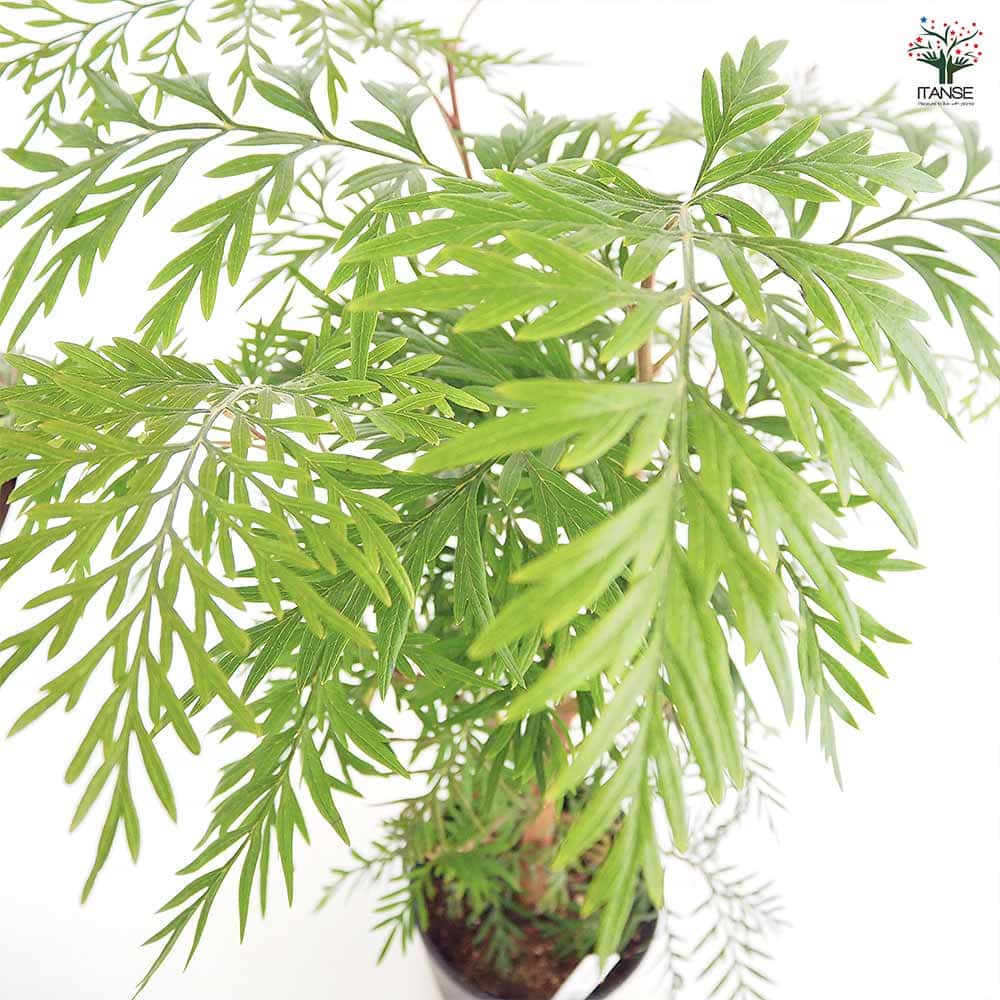 グレビレア ロブスタ 【花木苗 6号／1個売り】｜ 【植物のITANSE