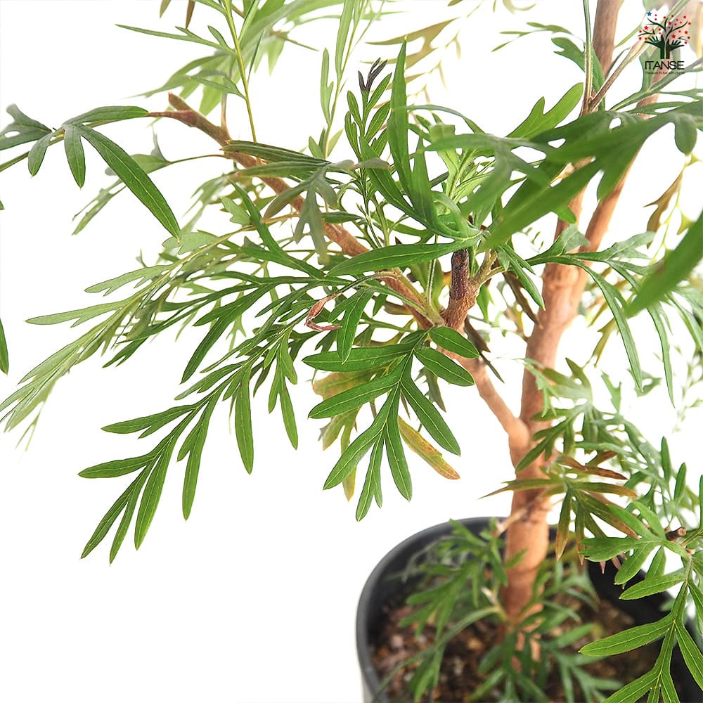 グレビレア ロブスタ 【花木苗 6号／1個売り】｜ 【植物のITANSE