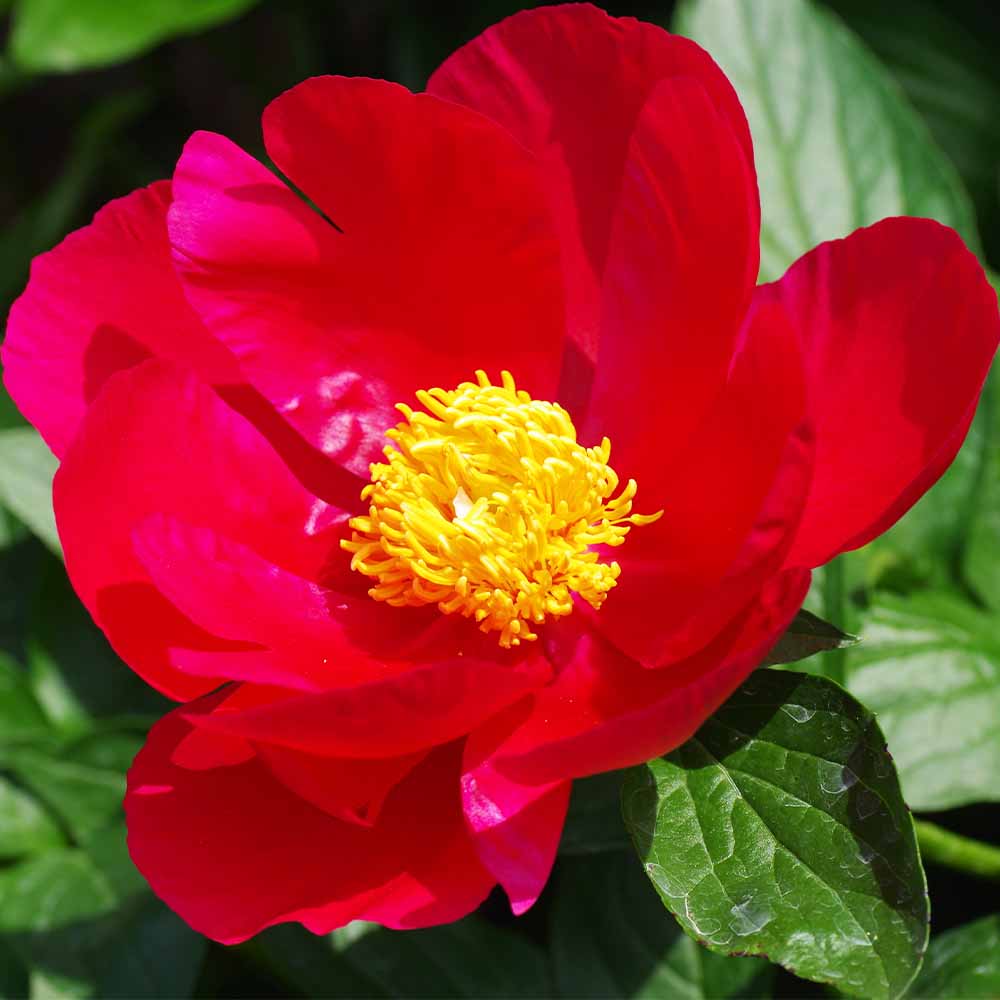 シャクヤク・芍薬｜【植物のITANSE】全品送料無料・即出荷!