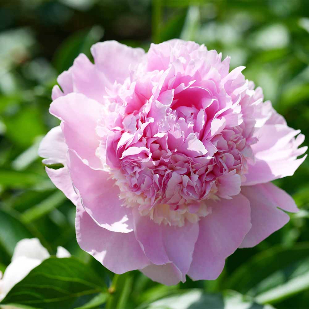 シャクヤク・芍薬｜【植物のITANSE】全品送料無料・即出荷!