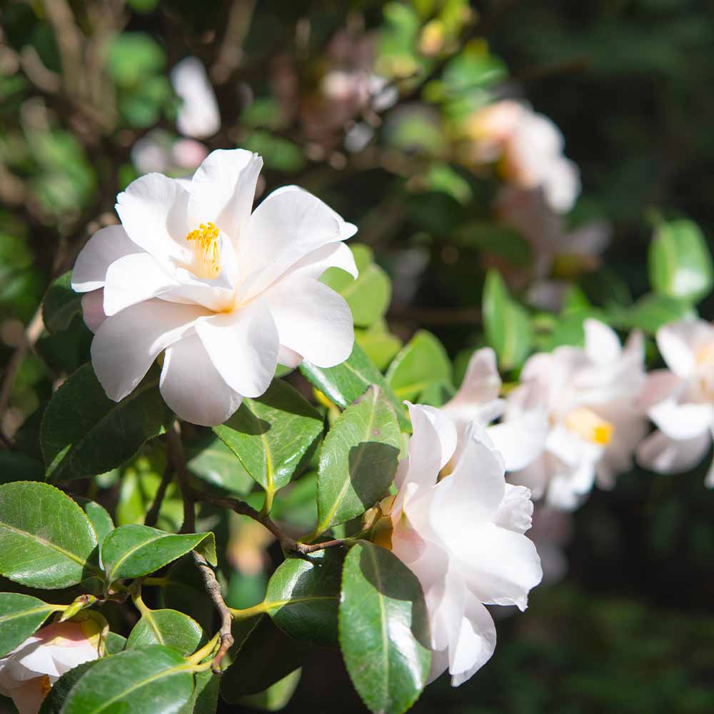 椿(ツバキ)接木苗　紅羽衣 椿(ツバキ)の苗木 羽衣 【花木苗 4.5号／1個売り】｜ 【植物の
