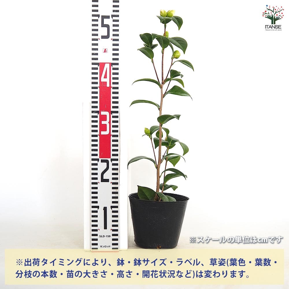 椿(ツバキ)の苗木 雪燈籠 【花木苗 4.5号／1個売り】｜ 【植物の