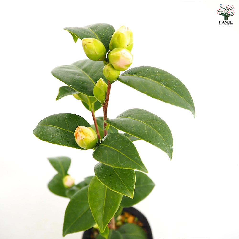 椿(ツバキ)の苗木 雪燈籠 【花木苗 4.5号／1個売り】｜ 【植物の