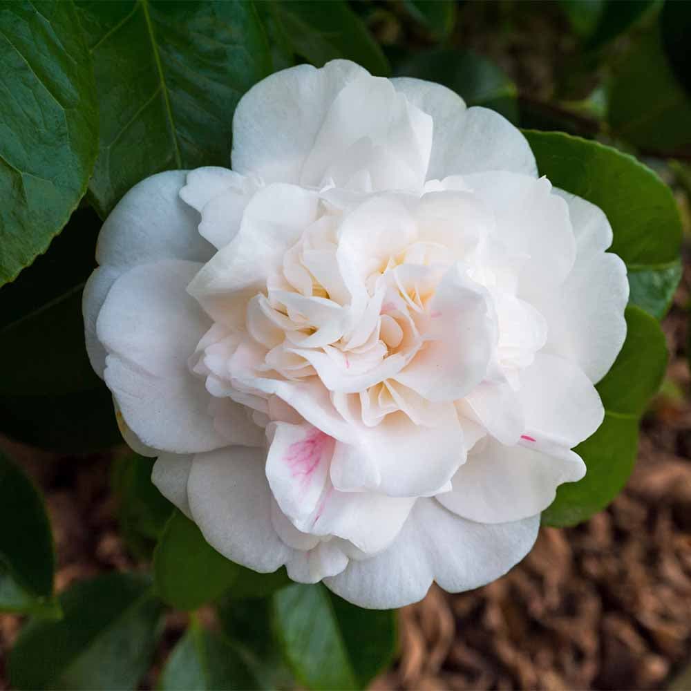 椿(ツバキ)の苗木 雪燈籠 【花木苗 4.5号／1個売り】