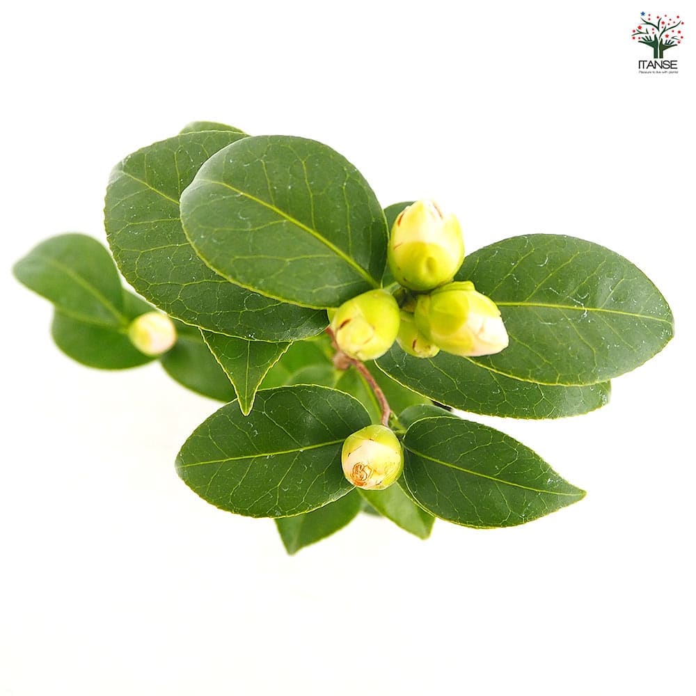 椿(ツバキ)の苗木 菊月 【花木苗 4.5号／1個売り】｜ 【植物の