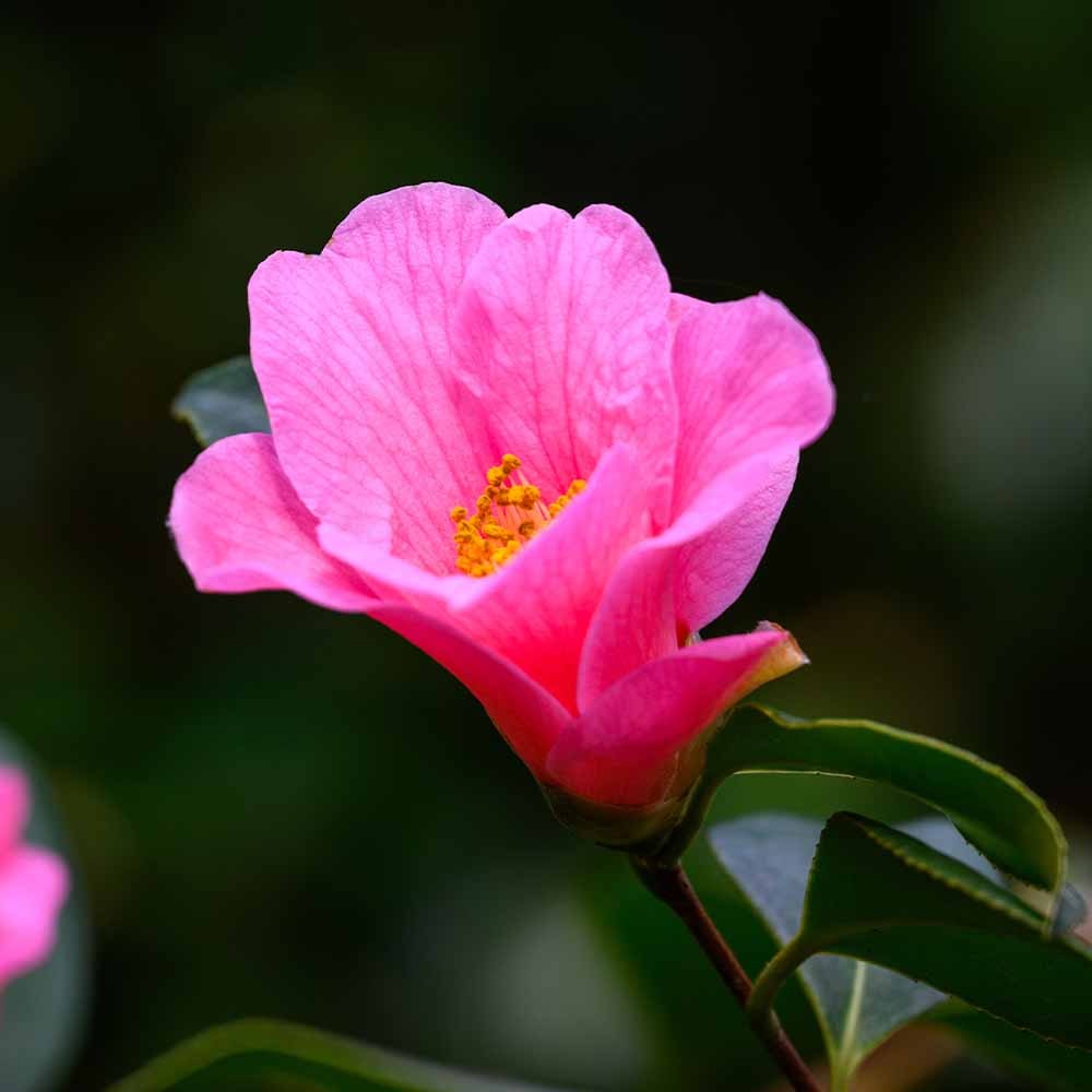 椿(ツバキ)の苗木 菊月 【花木苗 4.5号／1個売り】｜ 【植物の