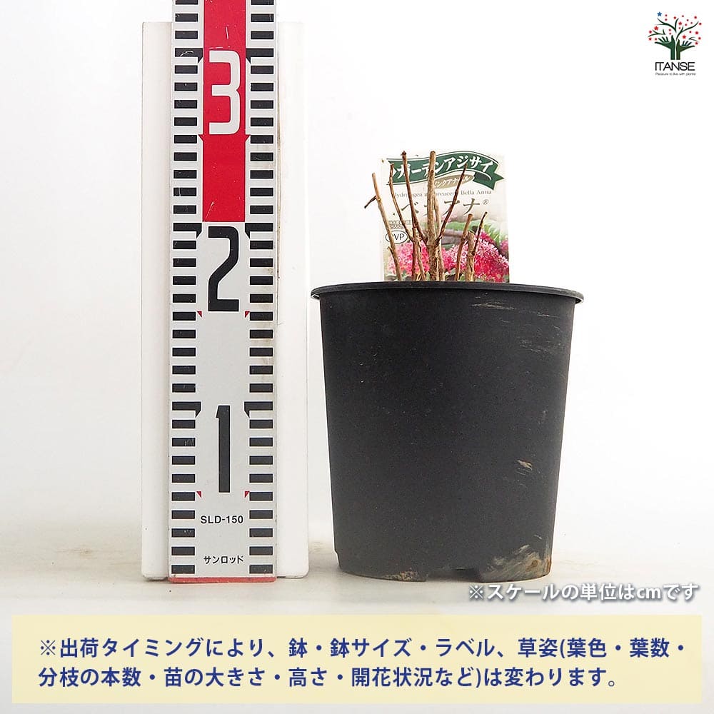 アジサイ ピンクアナベル ベラアナ 【花木苗 6号／1個売り】｜ 【植物