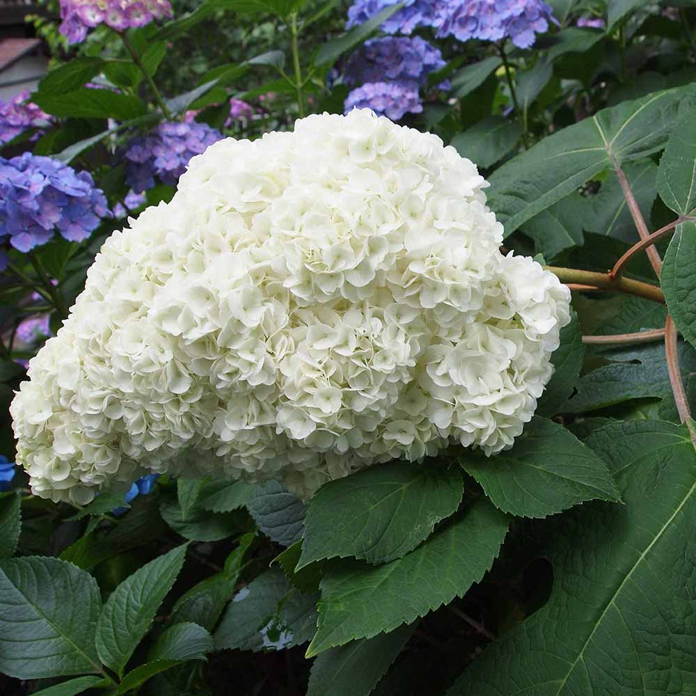 柏葉アジサイ ハーモニー 【花木苗 6号／1個売り】