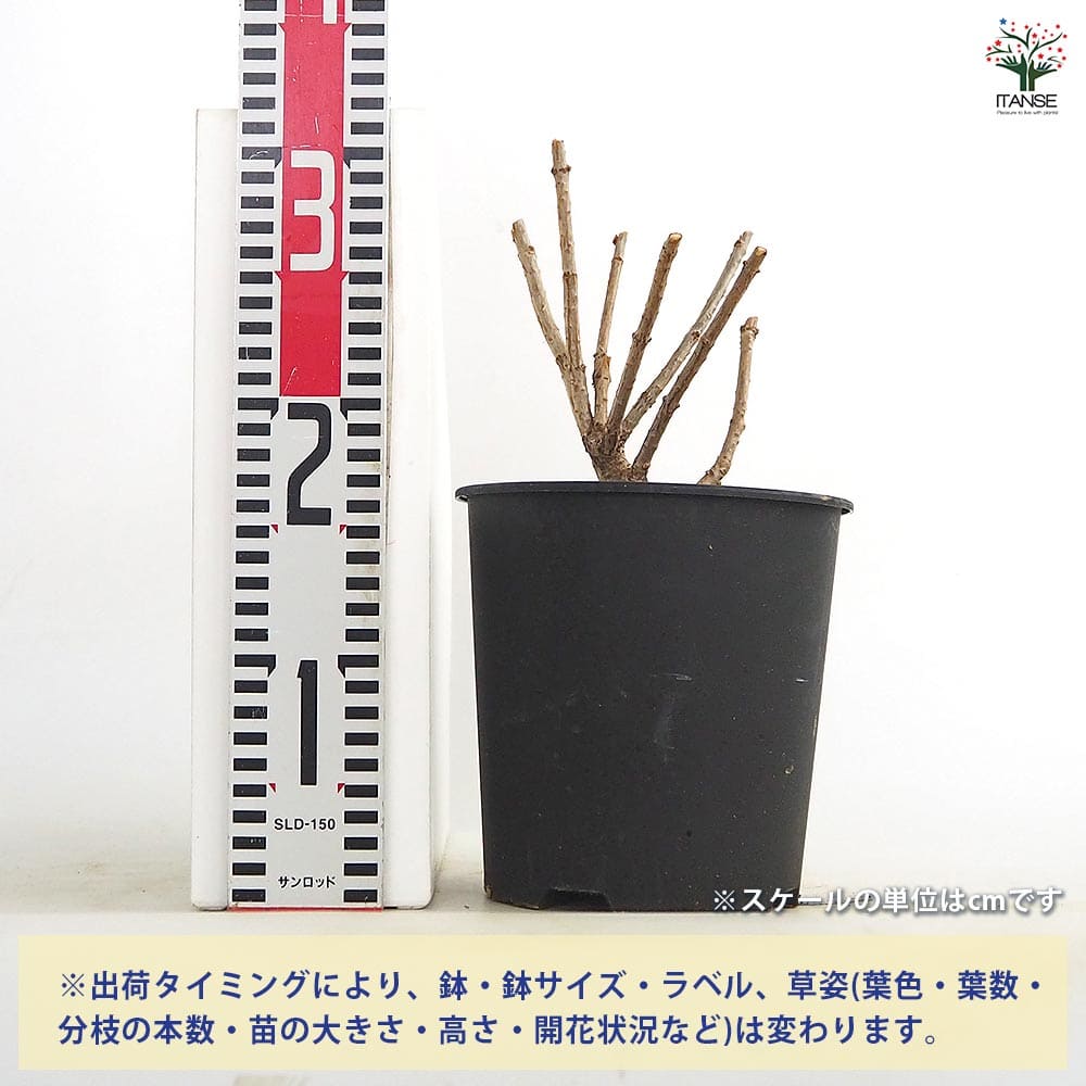 ピラミッドアジサイ ファントム 【花木苗 6号／1個売り】｜ 【植物の
