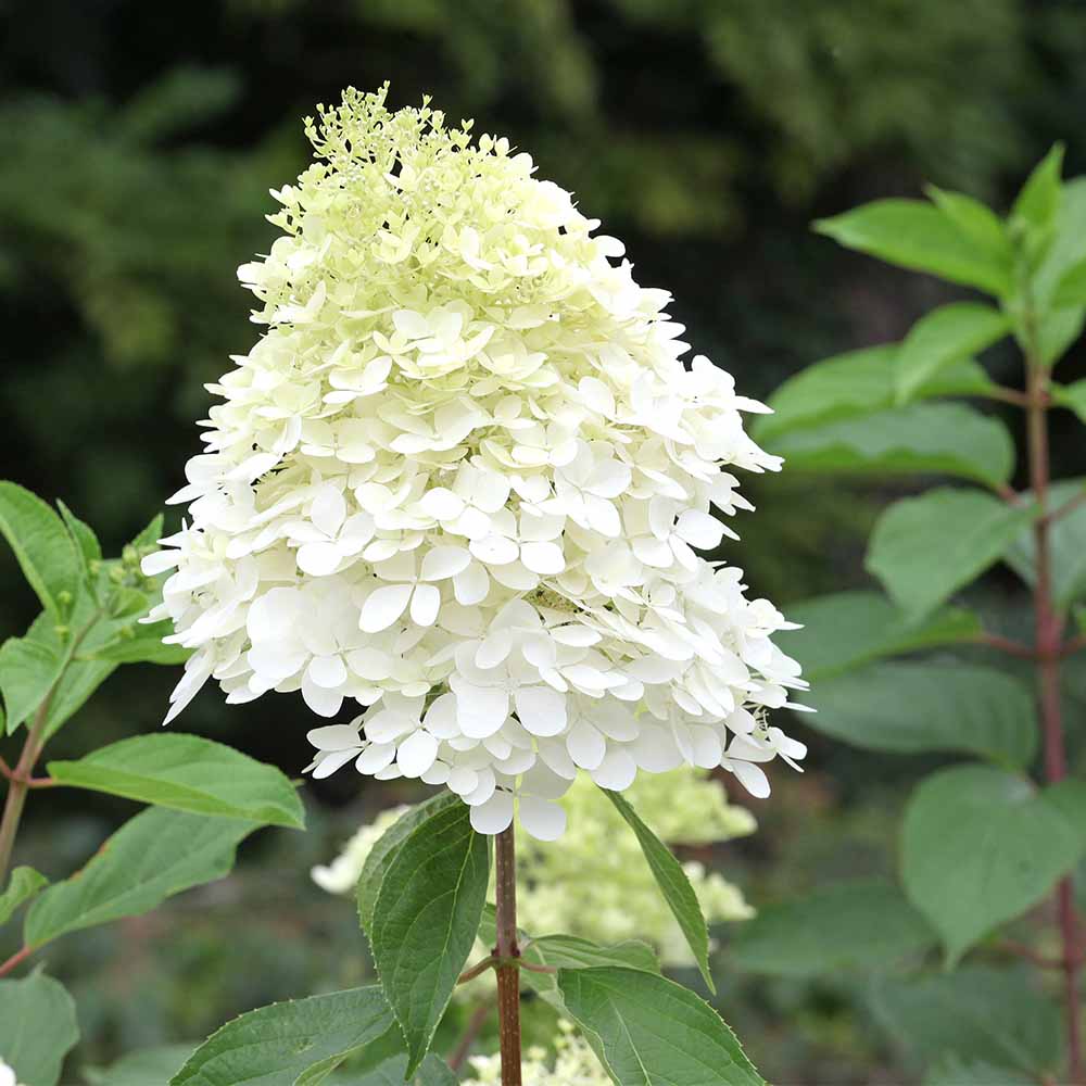 ピラミッドアジサイ ファントム 【花木苗 6号／1個売り】
