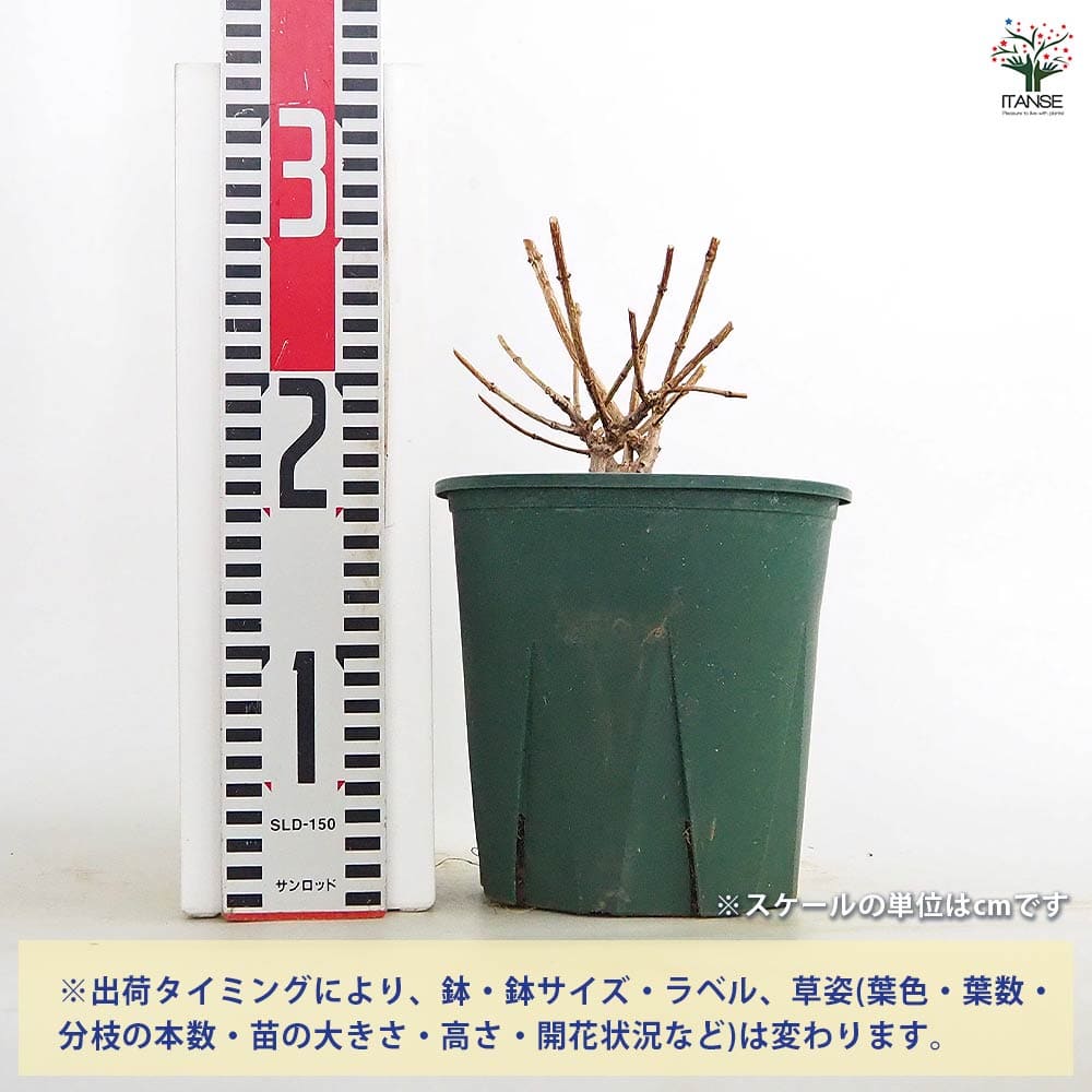 ピラミッドアジサイ プチチェリー 【花木苗 6号／1個売り】｜ 【植物の