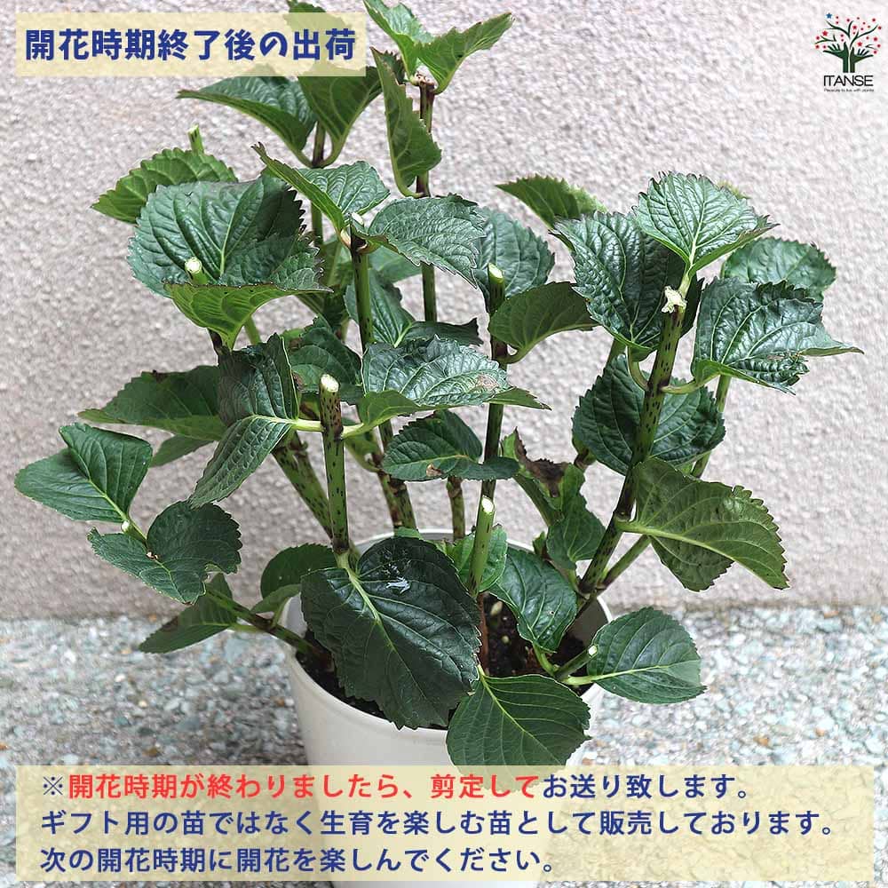 ピラミッドアジサイ プチチェリー 【花木苗 6号／1個売り】｜ 【植物の