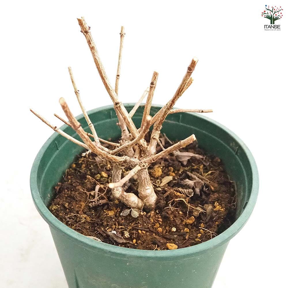 ピラミッドアジサイ プチチェリー 【花木苗 6号／1個売り】｜ 【植物の