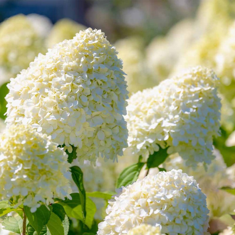 アジサイの苗 アメリカアジサイ ライムのアナベル 【花木苗 5号ポット