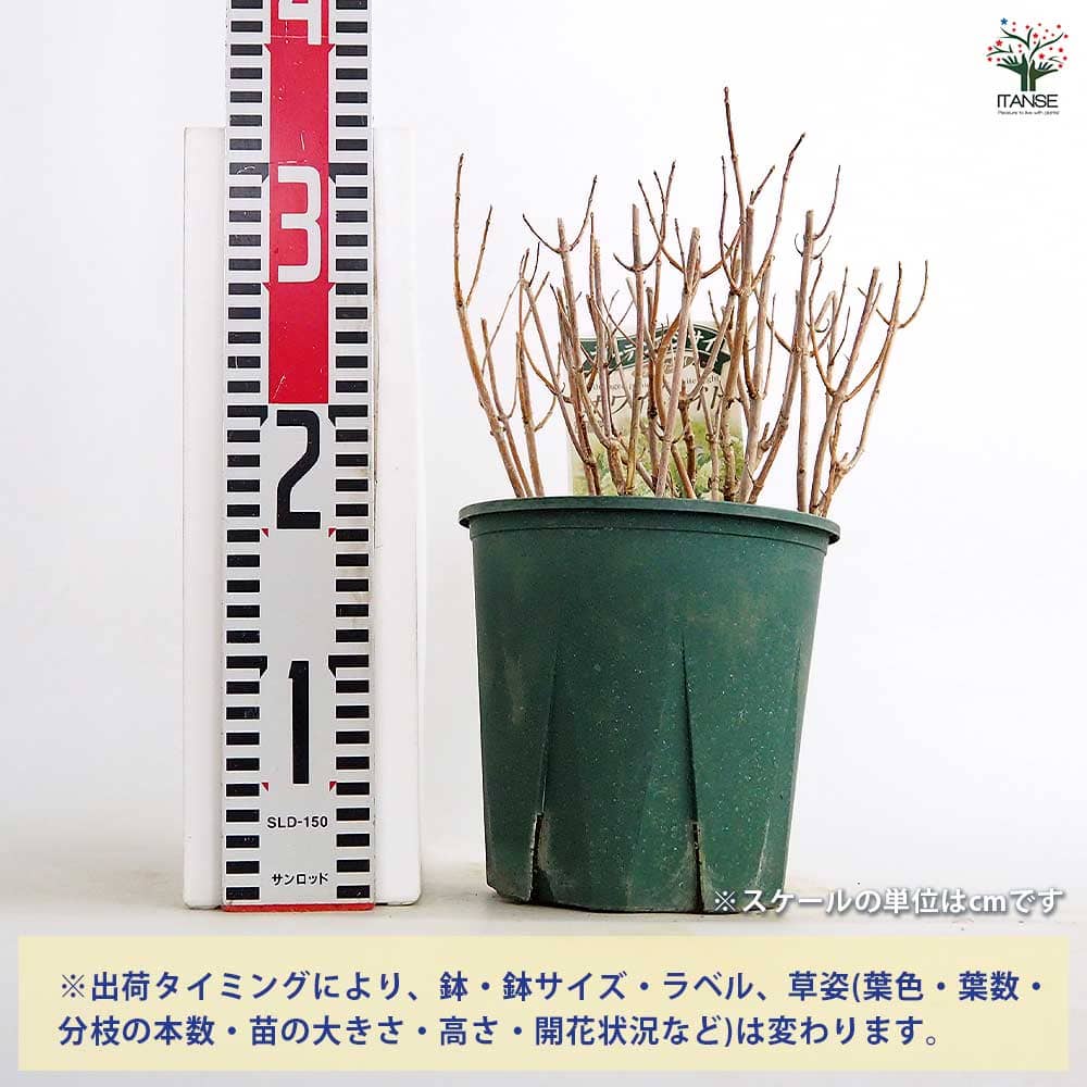 ピラミッドアジサイ ホワイトライト 【花木苗 6号／1個売り】｜ 【植物