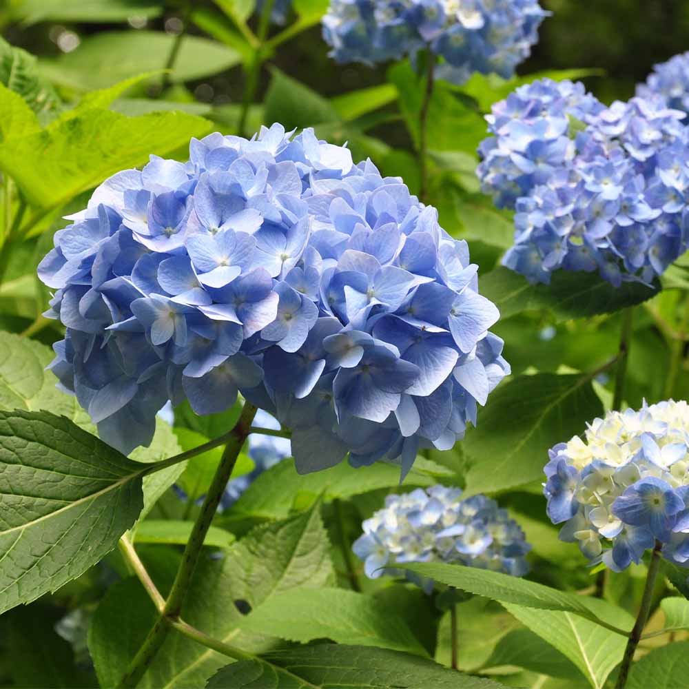 アジサイ 安行四季咲き 【花木苗 6号／1個売り】