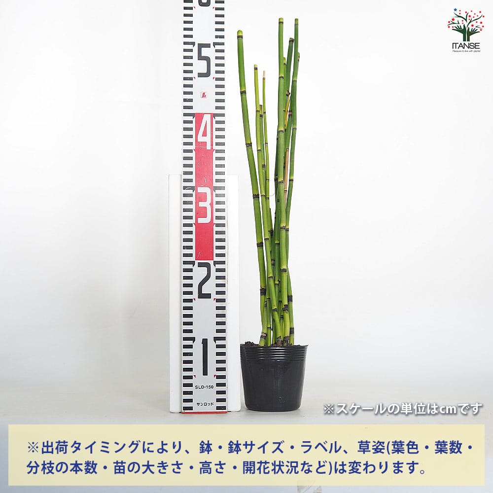 トクサ オオトクサ(ジャンボトクサ) 【花木苗 3.5号】｜ 【植物の
